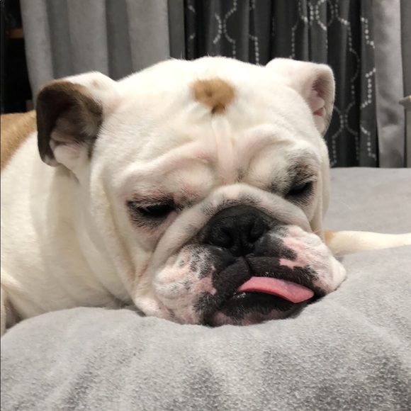 Pet Friendly Home, Meet Pudge 🐶 - Picture 2 of 4